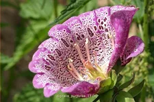 Digitalis purpurea