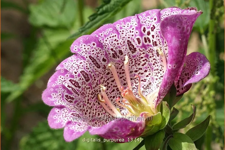 Digitalis purpurea