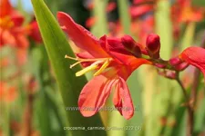 Crocosmia 'Carmine Brilliant'