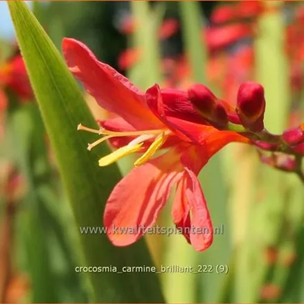 Crocosmia 'Carmine Brilliant'