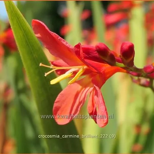 Crocosmia 'Carmine Brilliant'