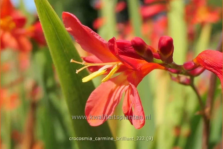 Crocosmia 'Carmine Brilliant'