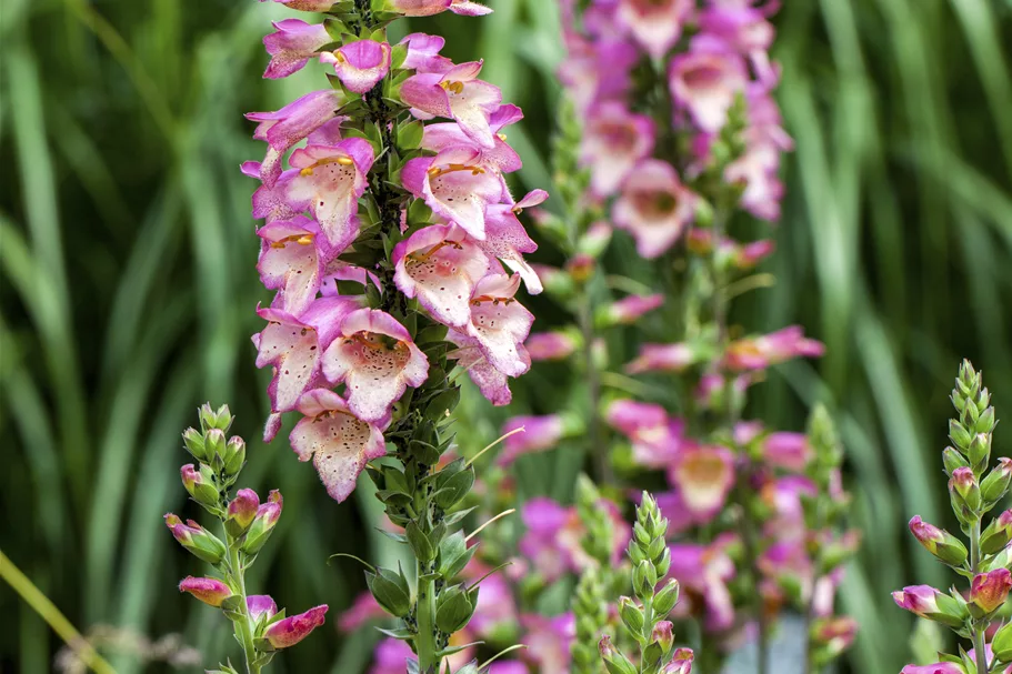 Digitalis purpurea