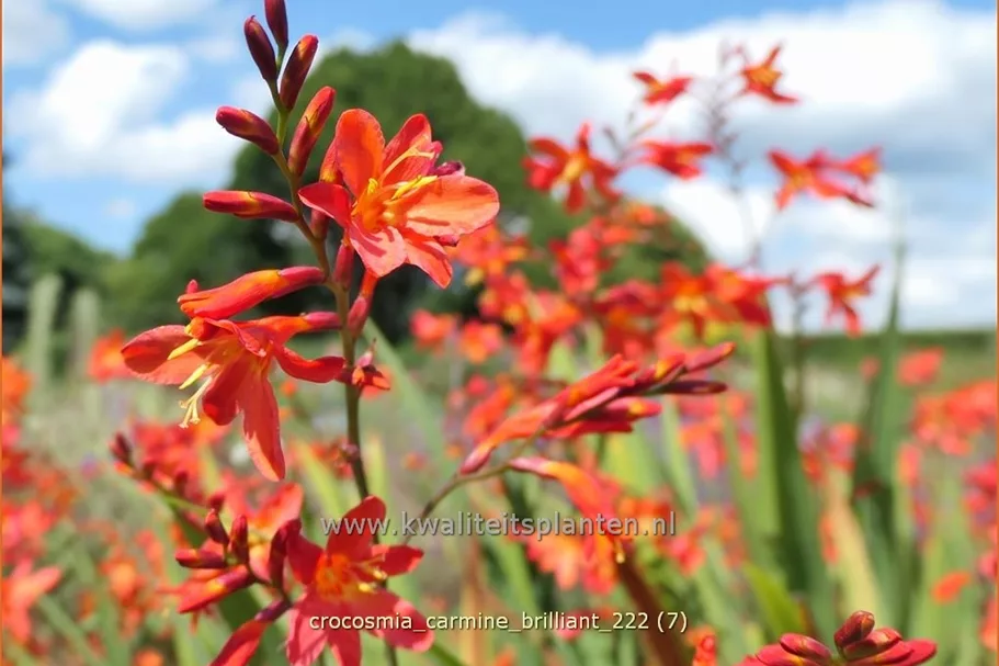 Crocosmia 'Carmine Brilliant'