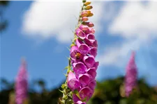 Digitalis purpurea