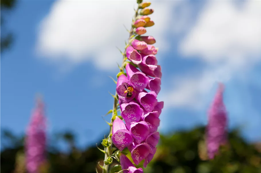 Digitalis purpurea