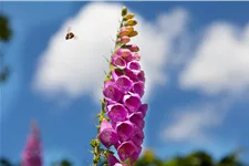 Digitalis purpurea