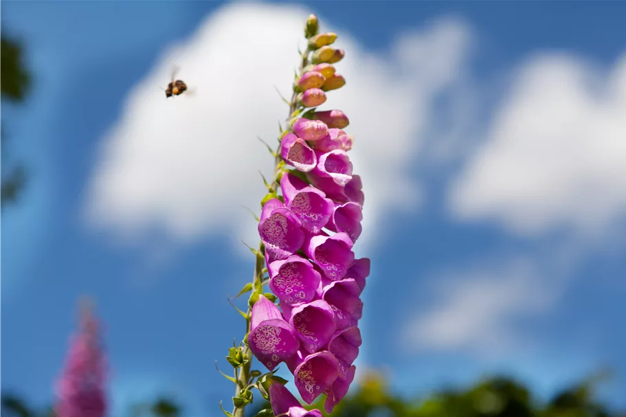 Digitalis purpurea
