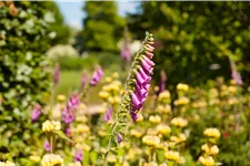 Digitalis purpurea