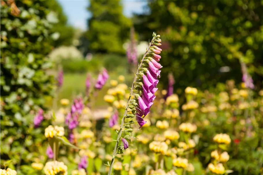 Digitalis purpurea