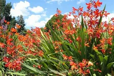 Crocosmia 'Carmine Brilliant'