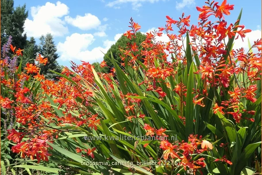 Crocosmia 'Carmine Brilliant'