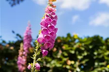 Digitalis purpurea