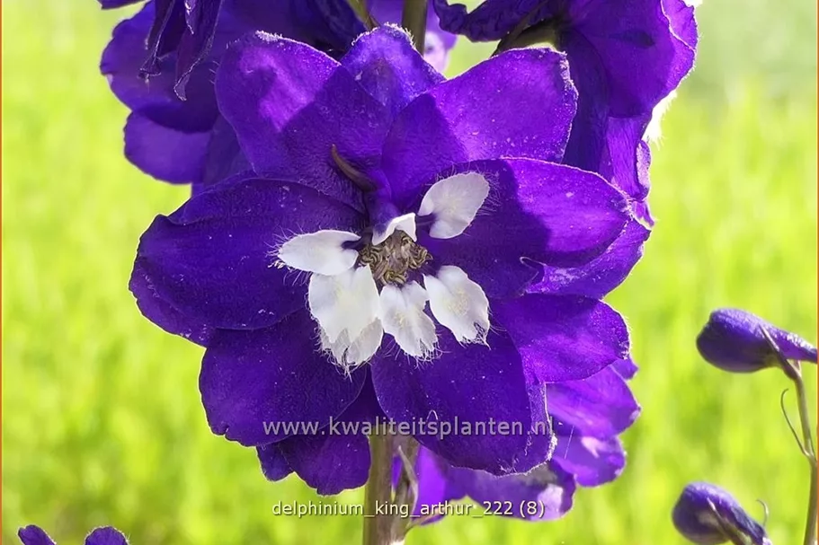 Delphinium pacific 'King Arthur'