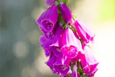 Digitalis purpurea