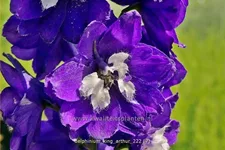 Delphinium pacific 'King Arthur'