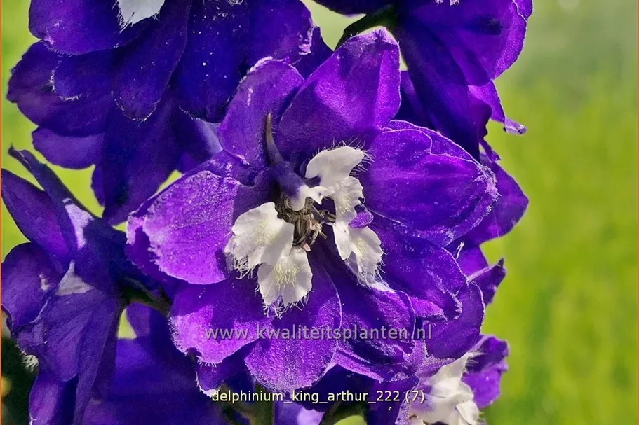 Delphinium pacific 'King Arthur'