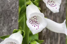 Digitalis purpurea