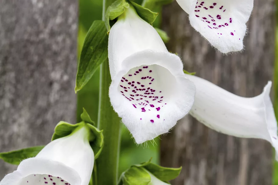 Digitalis purpurea