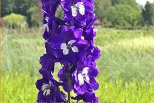 Delphinium pacific 'King Arthur'