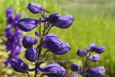 Delphinium pacific 'King Arthur'