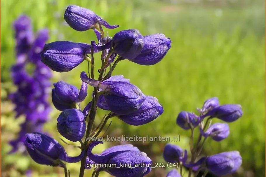 Delphinium pacific 'King Arthur'