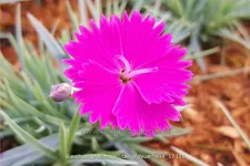 Dianthus gratianopolitanus 'Feuerhexe'