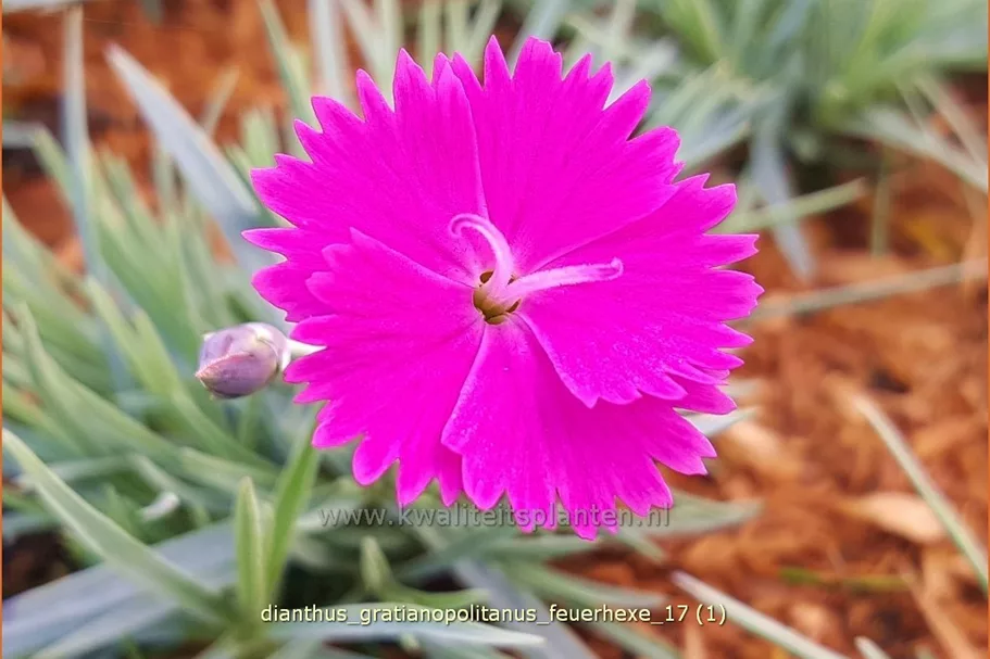 Dianthus gratianopolitanus 'Feuerhexe'