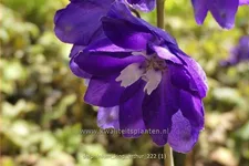 Delphinium pacific 'King Arthur'
