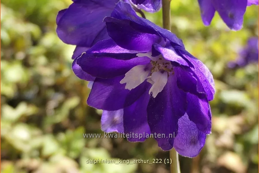 Delphinium pacific 'King Arthur'