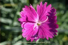 Dianthus gratianopolitanus 'Feuerhexe'