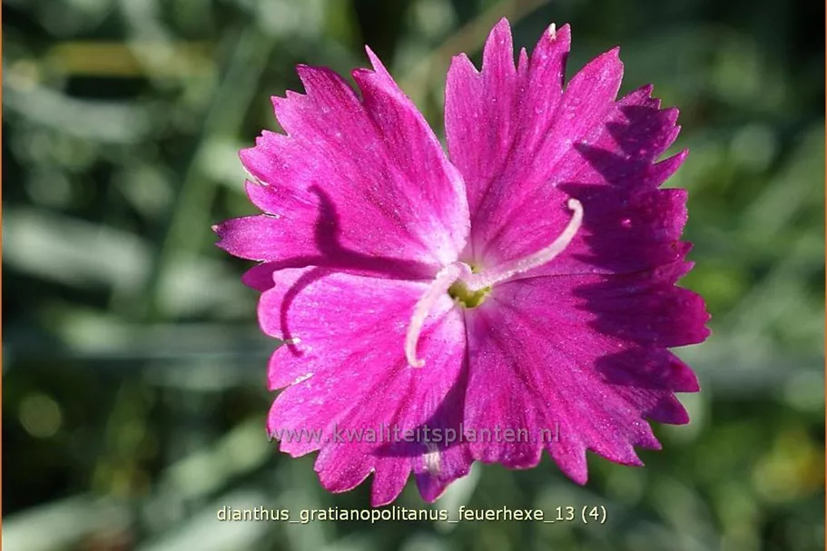Dianthus gratianopolitanus 'Feuerhexe'