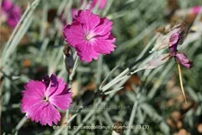 Dianthus gratianopolitanus 'Feuerhexe'