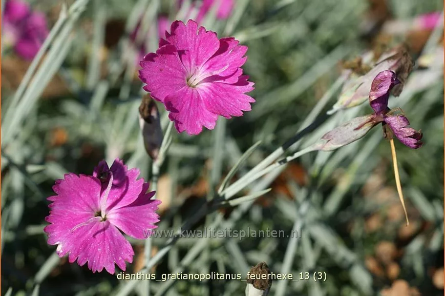 Dianthus gratianopolitanus 'Feuerhexe'