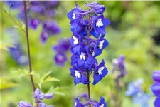 Delphinium pacific 'King Arthur'
