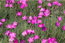 Dianthus gratianopolitanus 'Feuerhexe'