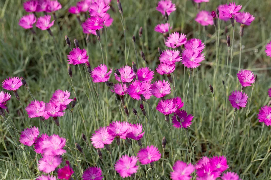 Dianthus gratianopolitanus 'Feuerhexe'
