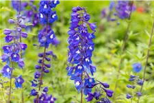 Delphinium pacific 'King Arthur'