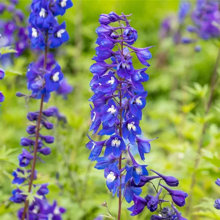 Delphinium pacific 'King Arthur'
