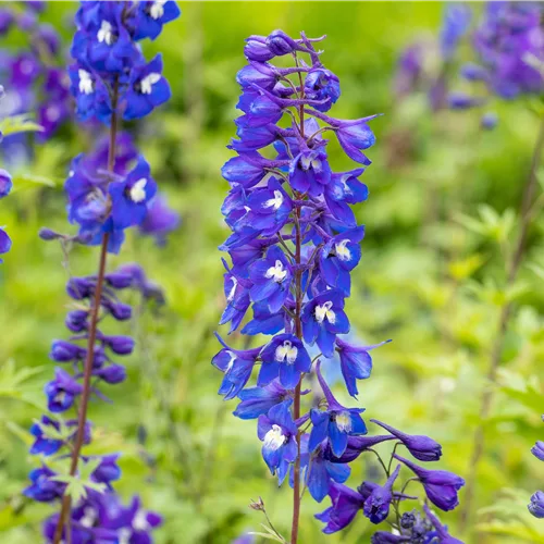 Delphinium pacific 'King Arthur'