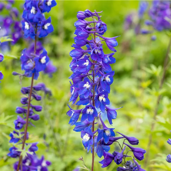 Delphinium pacific 'King Arthur'