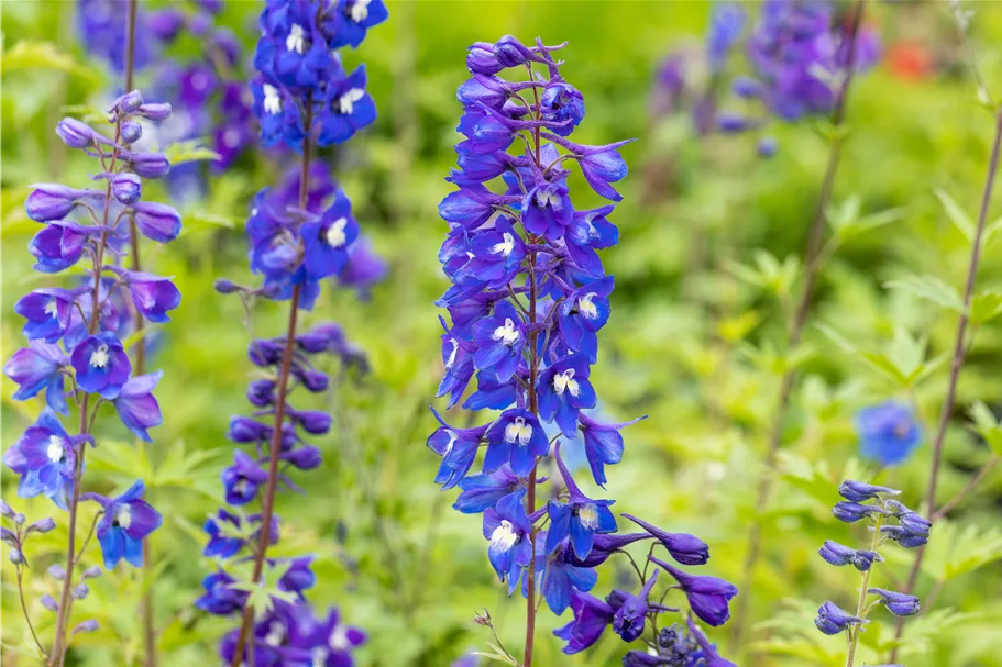 Delphinium pacific 'King Arthur'