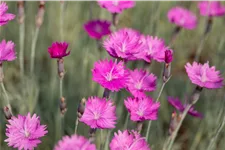 Dianthus gratianopolitanus 'Feuerhexe'