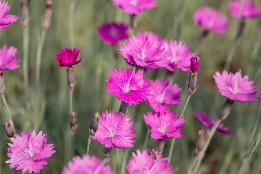 Dianthus gratianopolitanus 'Feuerhexe'