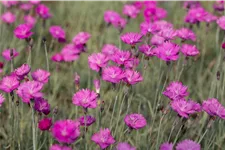 Dianthus gratianopolitanus 'Feuerhexe'