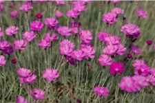 Dianthus gratianopolitanus 'Feuerhexe'