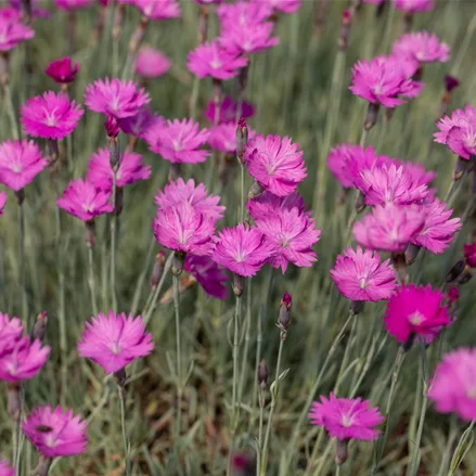 Dianthus gratianopolitanus 'Feuerhexe'