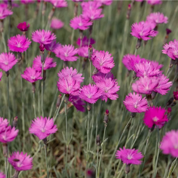Dianthus gratianopolitanus 'Feuerhexe'