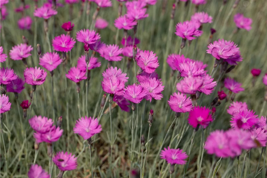 Dianthus gratianopolitanus 'Feuerhexe'