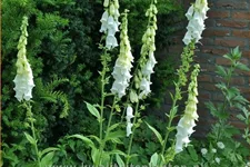 Digitalis purpurea 'Alba'